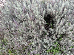 Lavandula