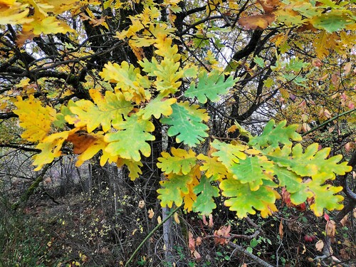 Pyrenean Oak