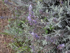 Lavandula