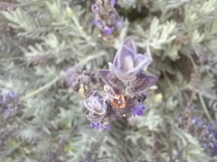 Lavandula