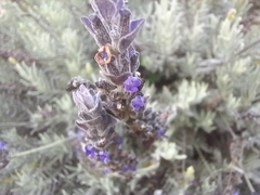 Lavandula