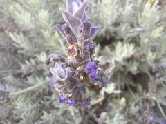 Lavandula