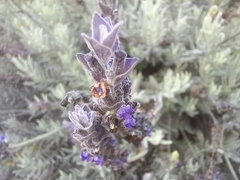 Lavandula