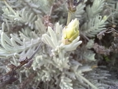 Lavandula