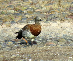 Chloephaga poliocephala