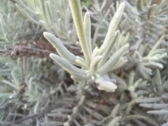 Lavandula