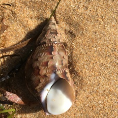 Phasianella australis