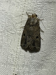 Spodoptera mauritia