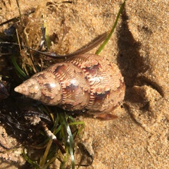 Phasianella australis
