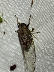 Tamasa tristigma