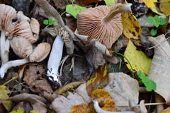 Entoloma rubrobasis