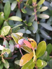 Alpaida veniliae