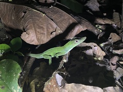 Anolis punctatus