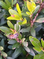 Alpaida veniliae