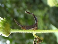 Falculifera