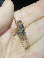 Birrima varians