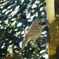 Haemorhous purpureus