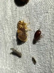 Pseudanapaea denotata