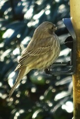 Haemorhous purpureus