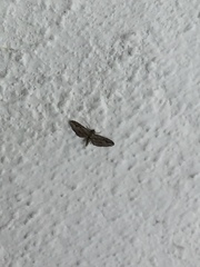 Eupithecia phoeniceata