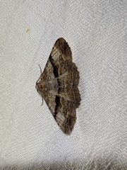 Gastrinodes bitaeniaria