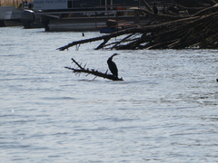 Anhinga rufa