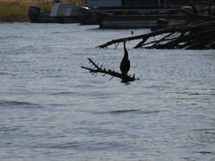 Anhinga rufa