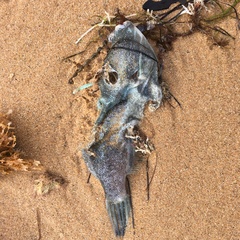 Meuschenia freycineti