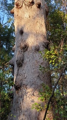 Eucalyptus pilularis