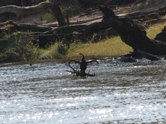 Anhinga rufa