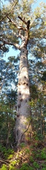 Eucalyptus pilularis