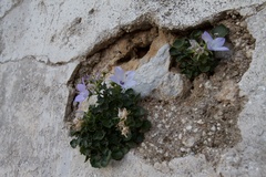 Campanula fragilis