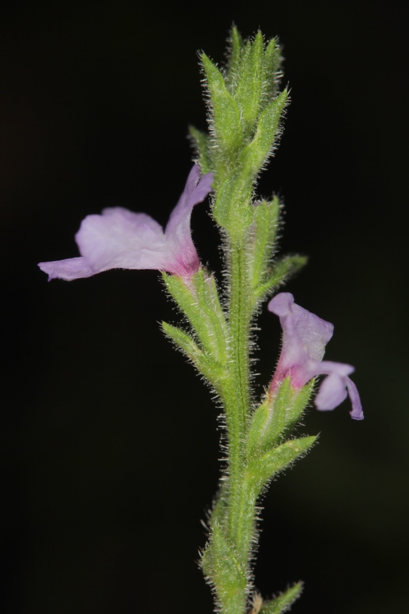 Verbena plicata