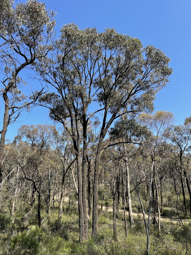 Southern Red Ironbark