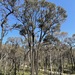 Eucalyptus tricarpa - Photo (c) Dean Nicolle,  זכויות יוצרים חלקיות (CC BY-NC), הועלה על ידי Dean Nicolle