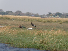 Plectropterus gambensis