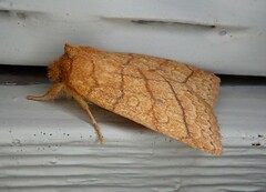 Pyreferra hesperidago