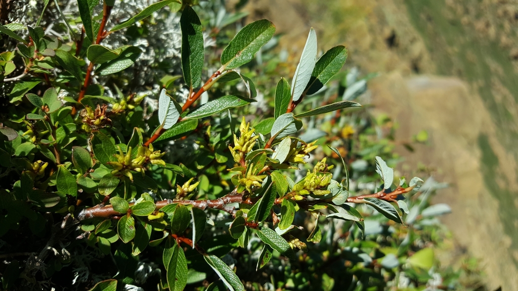 Green-scaled Willow