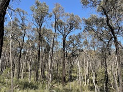 Eucalyptus tricarpa