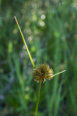 Carex athrostachya