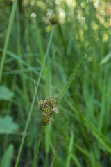 Carex athrostachya
