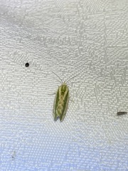 Earias huegeliana