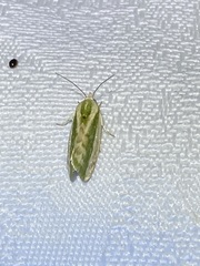 Earias huegeliana