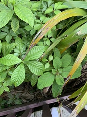 Odontonema cuspidatum
