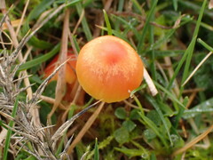 Hygrocybe insipida