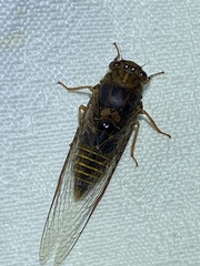 Birrima varians