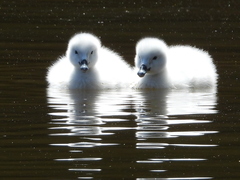 Cygnus melancoryphus