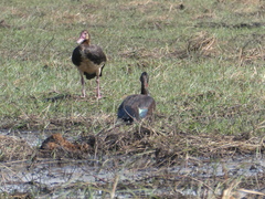 Plectropterus gambensis