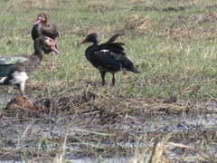 Plectropterus gambensis