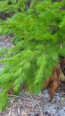 Caustis blakei